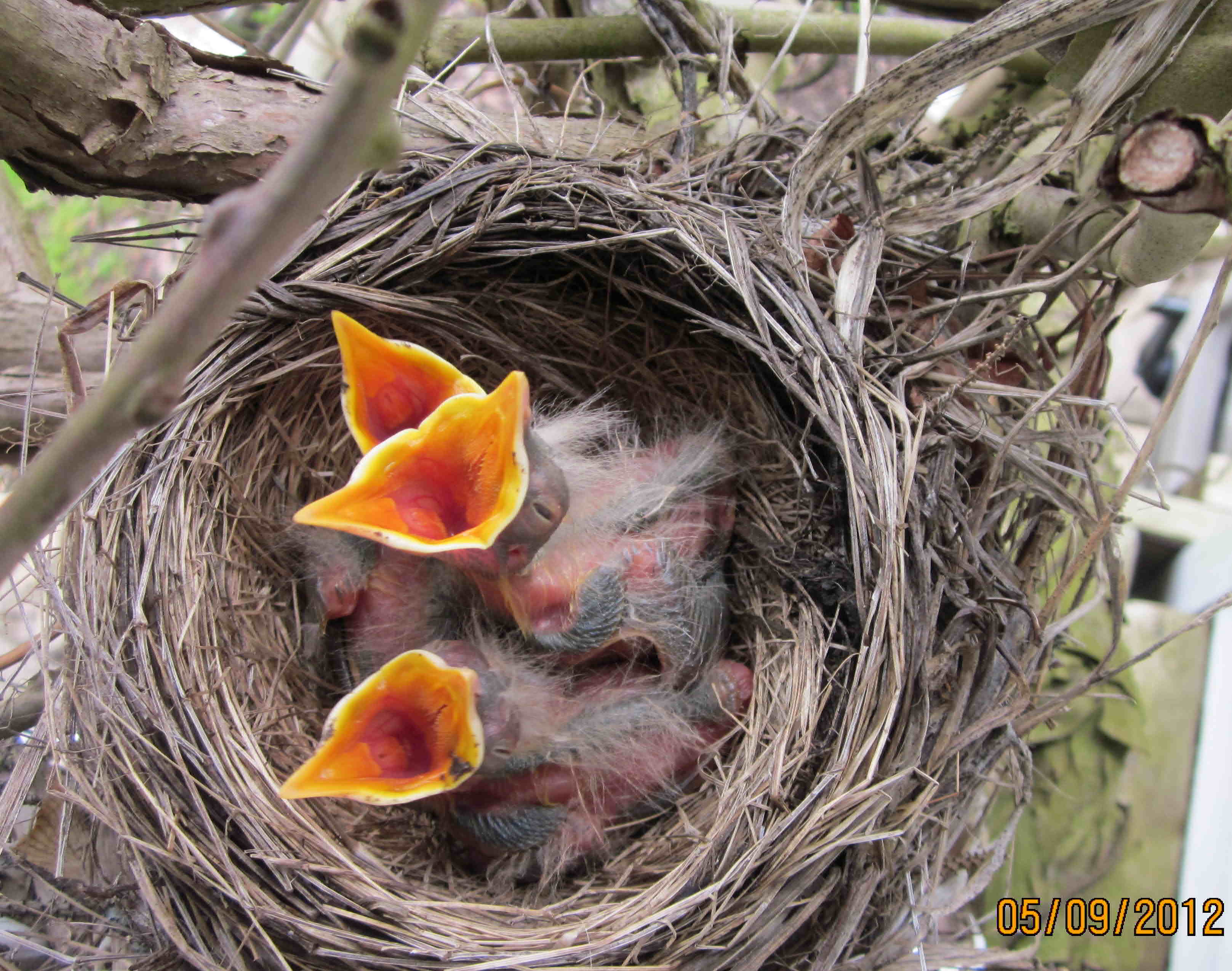 baby robin beaks open wide 