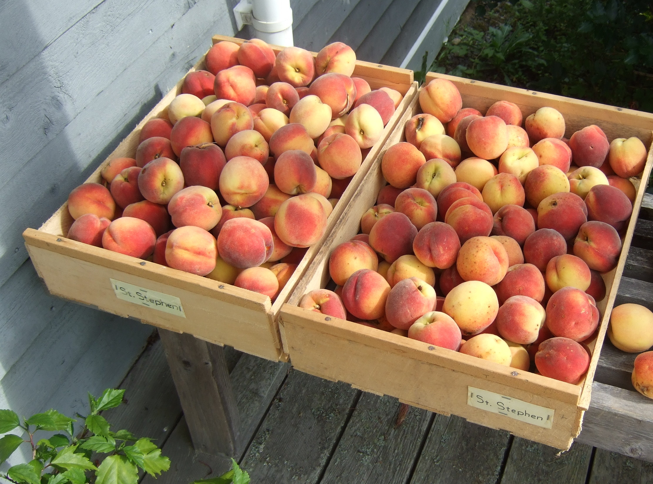 newly harvested ripe peaches