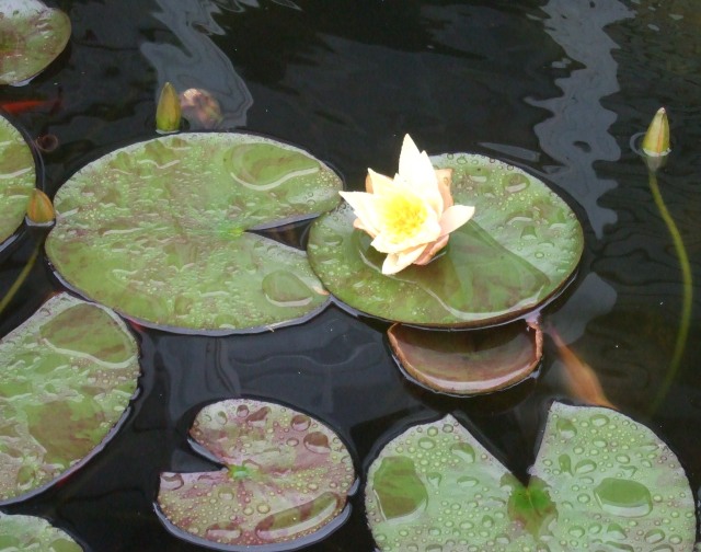 Water lilies add a touch of colour to the dark  surface of a pond. 