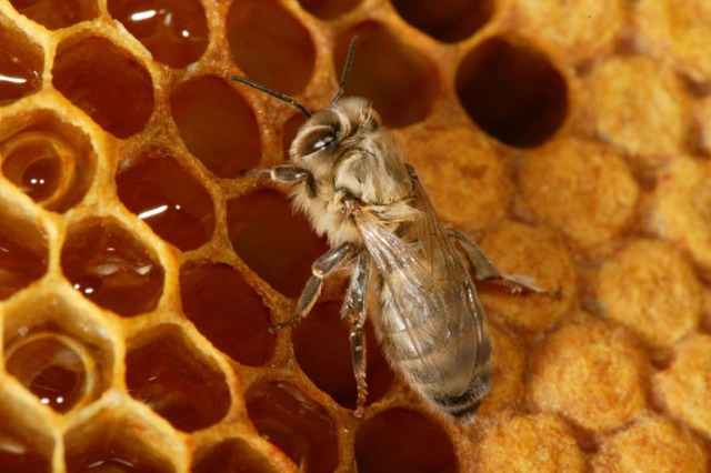 A worker bee checking the honey-filled cells.